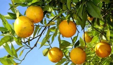 https://cdn.65news.com.br/storage/webdisco/2025/05/27/370x278/a00d377bd5343b0c212f792eda725485.jpg