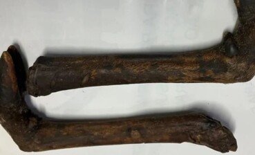 Patas de animais com risco de introdução de aftosa no país são barradas em aeroporto