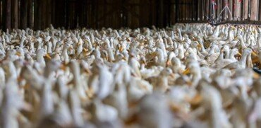 Gripe aviária: México reduz ao RS restrições à carne de frango brasileira