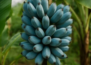 Banana azul? Existe sim, e tem gosto de sorvete de baunilha