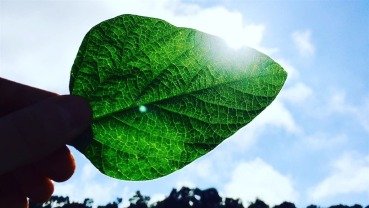 Produção mundial de soja recua levemente, aponta USDA