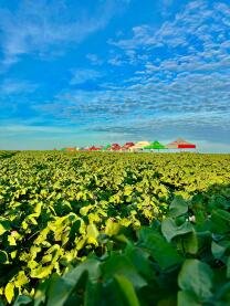 Mato Grosso se aproxima de safra histórica de algodão com alta produtividade 