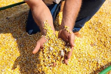 Indústria de etanol sustenta demanda pelo milho