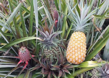 Pesquisa desenvolve duas variedades de abacaxi resistentes à principal doença da cultura