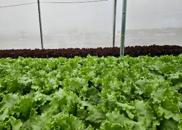 Sistema de reuso aumenta em 61% a eficiência no uso da água na irrigação