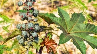 Mamona impulsiona práticas regenerativas no Cerrado