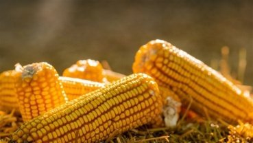 Exportações e câmbio influenciam ajustes do milho