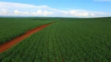 Manejo conservacionista ganha força na cana-de-açúcar