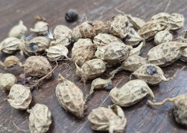 Gene de parente silvestre do amendoim ativa “memória de defesa” contra seca e pragas