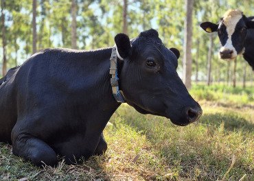 Novos protocolos estabelecem práticas de baixo carbono na produção de leite