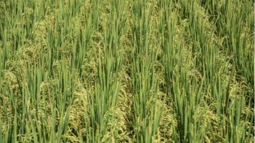 Demanda interna sustenta preços do arroz em casca no RS