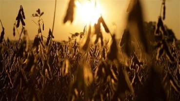 Soja recua em reais e aposta na demanda externa; China prefere soja brasileira