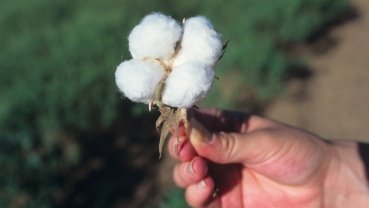 Mesmo com câmbio e bolsas em queda, algodão em pluma valoriza no mercado interno