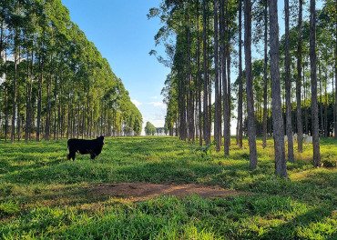Estudo quantifica déficit de carbono associado a mudanças de uso da terra 