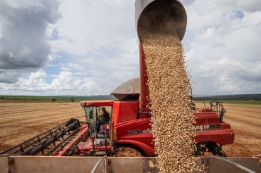 Oferta restrita e atraso na colheita sustentam alta do feijão em janeiro, aponta indicador