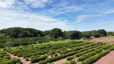 Assistência técnica fortalece produção de alimentos na Comunidade São Sebastião