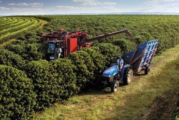 Safra de café 2026 em São Paulo deve crescer 16% com apoio do clima e de bons preços