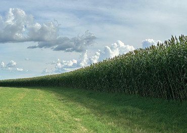 Novo sorgo forrageiro gigante chega ao mercado com alta produtividade e qualidade