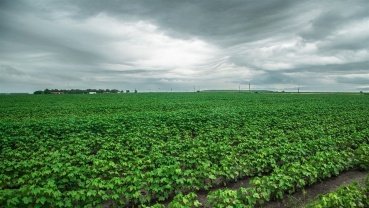 Clima dita ritmo da soja no país; colheita ocorre de forma inicial e pontual