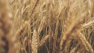 Trigo fecha misto com clima e cenário externo; trigo brando SRW recuou 0,31%