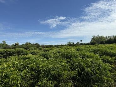 Expedição rota do café leva ciência e inovação diretamente ao produtor de pequena escala