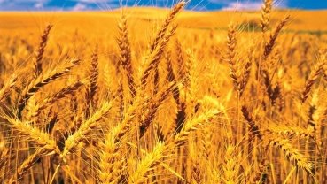 Trigo sobe na Bolsa com tensão global; trigo brando SRW avançou 3,41%