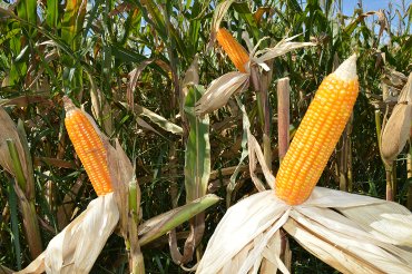 Sistema portátil avalia grãos moídos de milho e de sorgo com rapidez e segurança