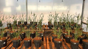 Pesquisa avalia algas brasileiras como bioestimulante em grãos sob estresse hídrico