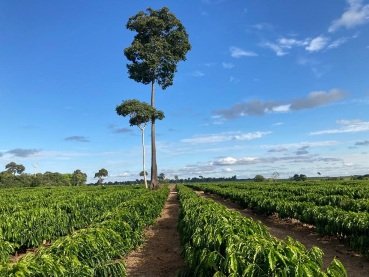 Dados territoriais orientam políticas públicas, crédito rural e planejamento agrícola