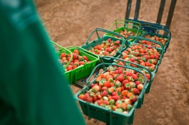 Importação de morangos cresce e pressiona produtores nacionais